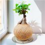 Planters